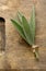 Bundled fresh harvested organic sage leaves on wooden cutting bo