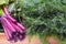 Bundles of beet tops and pile of fresh dill