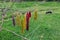 Bundles of dyed wool drying on a tree in Peru.