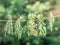 Bundles of flavoured herbs drying on the open air. Nature background