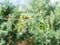 Bundles of flavoured herbs drying on the open air. Nature background