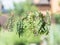 Bundles of flavoured herbs drying on the open air. Nature background