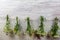 Bundles of flavoured herbs drying on the open air. Nature background