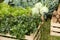 Bundles of fresh herbs are