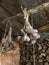 Bundles of garlic hang beautifully on ropes in the barn against the background of firewood