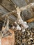 Bundles of garlic hang beautifully on ropes in the barn against the background of firewood