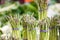 Bundles of green asparagus, cultivated, for sale on a Canadian market in Montreal. Asparagus is a spring vegetable