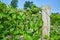 Bundles of green grapes growing on the vine in vineyard with wooden pole