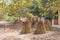 Bundles of reeds used in thatching of roofs in Genadendal