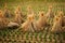 Bundles of rice straw on rice field