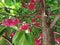 Bunga jambu air merah( indonesia ). Water red guava flower, waiting for the next form and become edible red guava