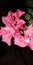 Bunga Kertas / Bougenville Flower