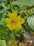 bunga kuning yellow flower