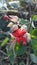 Bunga liar ditepi jalan wild flower of Indonesia