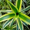 Bunga lili paris or spider plant, has green leaf with yellow stripes in the edge