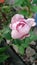 bunga mawar pink rose flower