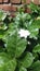 Bunga melati is the Indonesian name for jasmine flowers