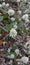Bunga Rumput Liar & x28;White Wild flowers& x29;