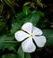Bunga tapak dara or vinca flower, with white petal and a little bit yellow color in the middle