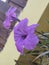 Bunga ungu close up purple flower