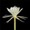 Bunga wijayakusuma or wiku flower, epiphyllum oxypetalum flower isolated on black background