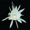 Bunga wiku or wijayakusuma flower, epiphyllum oxypetalum cactus, beautiful white flower isolated on black background