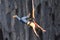 Bungee jump in a cave