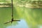 A bungee on a rope hanging down from a tree above the green river with seaweed on the surface