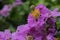 Bungor flower is blooming purple color with out focus background