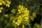 Bunias orientalis, Turkish wartycabbage, flowers