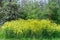 Bunias orientalis, Turkish wartycabbage,warty-cabbage,hill mustard