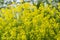 Bunias orientalis, Turkish wartycabbage,warty-cabbage,hill mustard