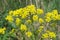 Bunias orientalis, Turkish wartycabbage,[warty-cabbage,hill mustard, or Turkish rocket yellow flowers