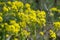 Bunias orientalis, Turkish wartycabbage,[warty-cabbage,hill mustard, or Turkish rocket yellow flowers