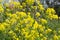 Bunias orientalis, Turkish wartycabbage,[warty-cabbage,hill mustard, or Turkish rocket yellow flowers