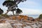 Bunker Bay: Orange Granite with Coastal Trees