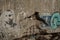 Bunker ruin at beach near Houvig, Jutland, Denmark, wall closeup