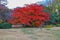 Bunkyo City,Tokyo,Japan on December6,2019:Beautiful Japanese Red Maple tree  at Rikugien Garden in autumn