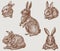 Bunnies