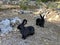 Bunnies in a garden of a country house.