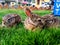 Bunnies in the lawn