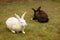 Bunnies playing in a lawn