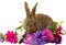 Bunny and aster flowers