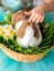 BUNNY IN A BASKET, A BUNNY STROKING IN THE HEAD