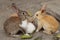 Bunny Bliss: Adorable Rabbits Enjoying Nature\'s Bounty
