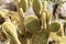 Bunny cactus Opuntia microdasys