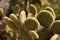 Bunny cactus Opuntia microdasys