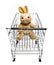 Bunny in Cart