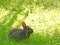 Bunny in dew covered sunny morning grass
