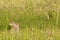 Bunny in the grass 1